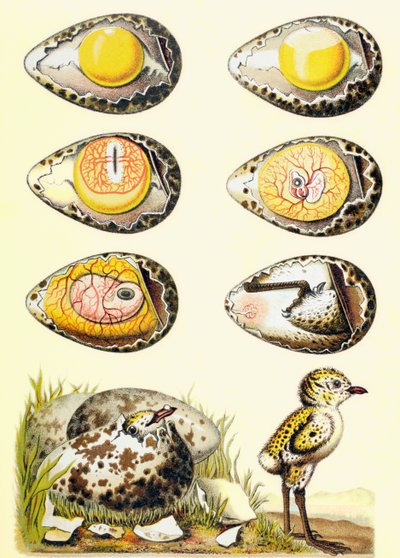 Evoluzione di un pollo all